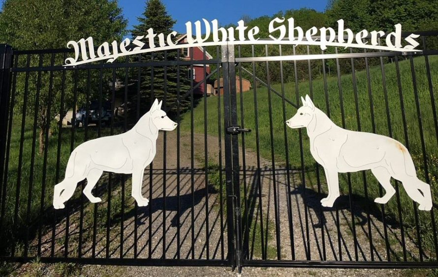Majestic White Shepherds, USA Upstate New York